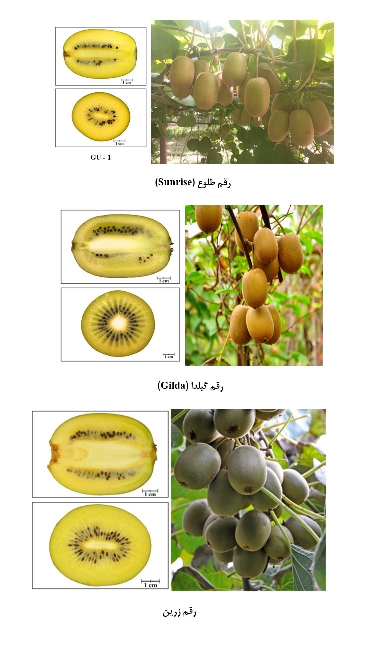 صورة مصغّرة